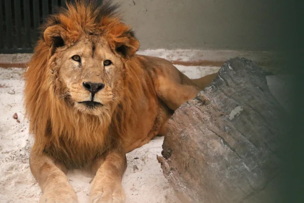 Vice-governador e secretário de Meio Ambiente brigam pelo destino de Dengo: o leão fica no Zoo
