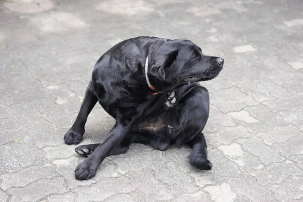 Cachorro se coçando, com pulga