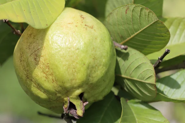 Goiaba fruta tropical