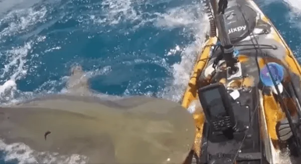 Vídeo: tubarão-tigre ataca caiaque de pescador