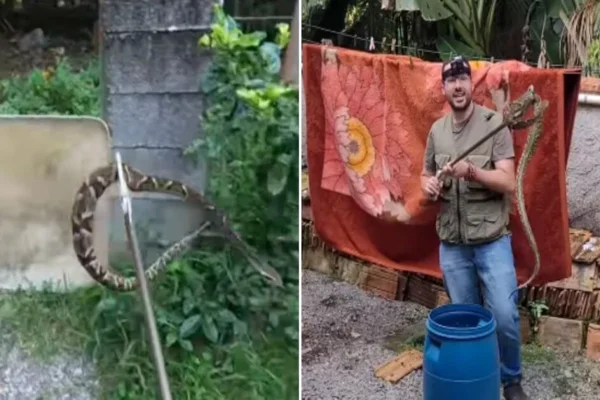 Imagem colorida de uma cobra resgatada em SC - Metrópoles