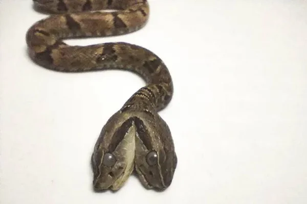 Imagem mostra cobra que nasceu com duas cabeças no Rio de Janeiro - Metrópoles