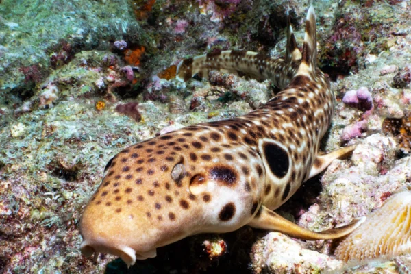 Nova espécie de tubarão que “anda” é descoberta em Papua-Nova Guiné