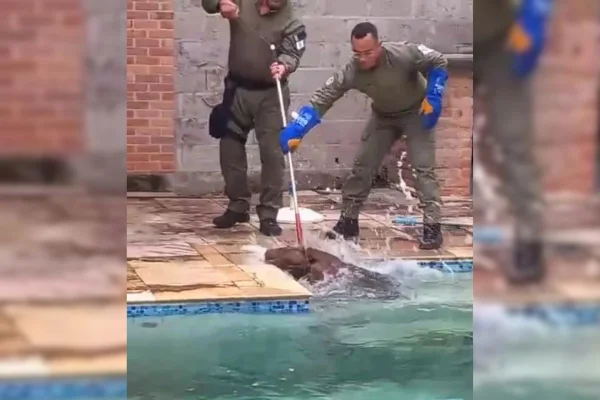 Foto colorida de capivara sendo resgatada de piscina - Metrópoles