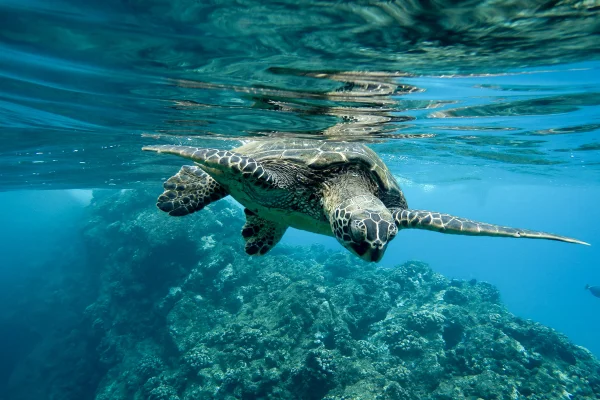 Tartaruga marinha nadando no oceano-Metrópoles