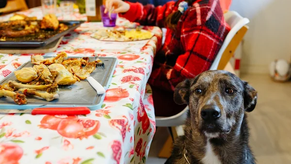 cachorro encarando comida de tutor