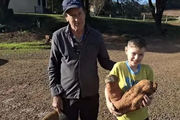 Agricultor Olívio Samistraro (à esquerda) colheu a batata no dia 1º de julho - Metrópoles
