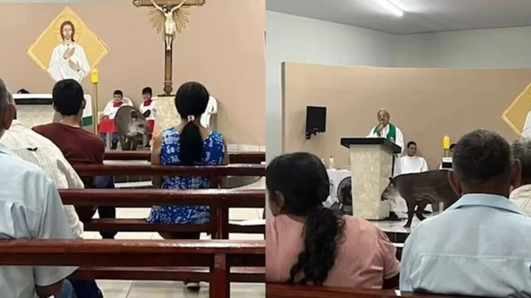 Imagem colorida mostra igreja invadida por anta - Metrópoles