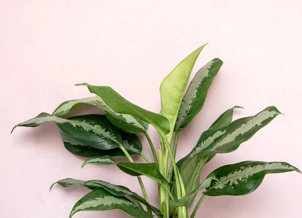 planta encostada em parede
