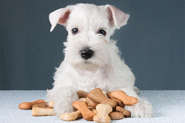petiscos para cães