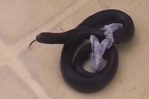 Imagem colorida, cobra real-mexicana apreendida em Fortaleza - Metrópoles
