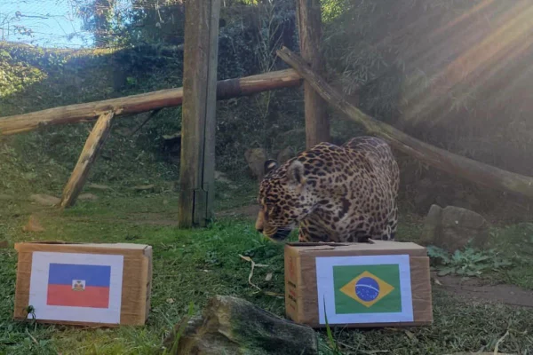 Onça vidente na Copa de 2022 prevê jogo duro do Brasil contra o Haiti