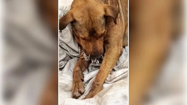 Vídeo. Após ataque a ouriço, cães ficam feridos por espinhos em Goiás