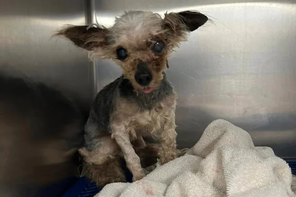 cachorro resgatado em lata de lixo nos Estados Unidos