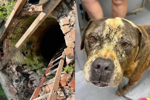 Fotos coloridas de poço e de cão resgatado