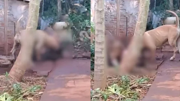 imagem colorida de pit-bulls atacando cachorro em Campo Grande - Metrópoles