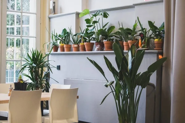 Mora em apartamento? Conheça 5 plantas estilosas e de interiores
