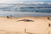 Baleia-jubarte encalhada em praia de Itanhaém