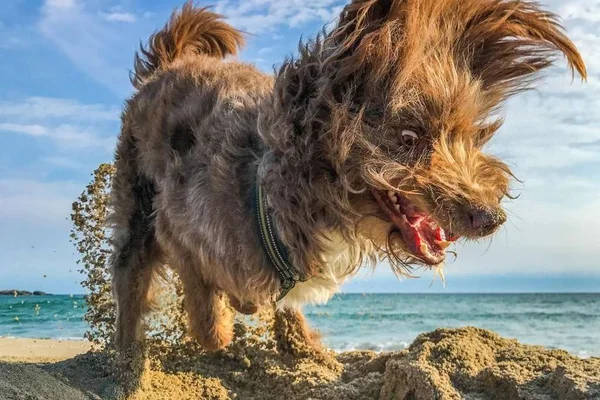 Cachorro engraçado cavando buraco