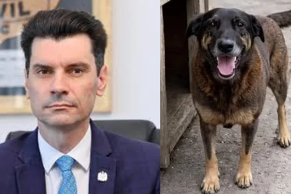 cão orelha