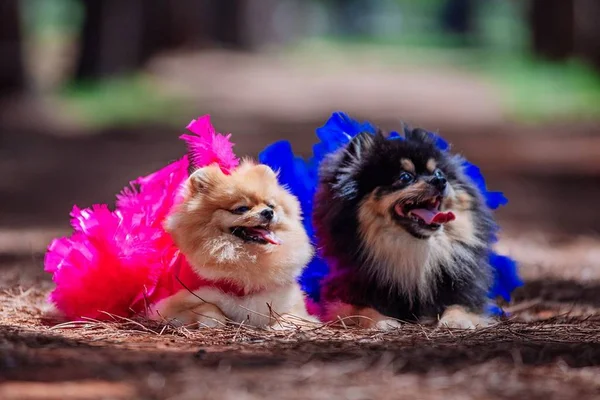 Carnapet! Brasília tem dois eventos de pré-Carnaval para animais