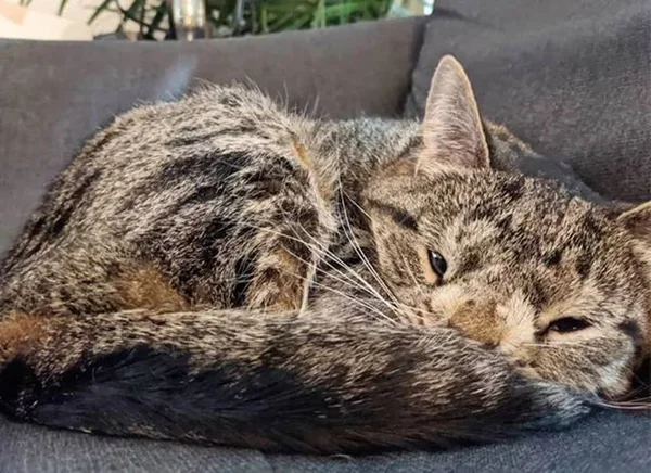 Gata Maya com Síndrome de Down