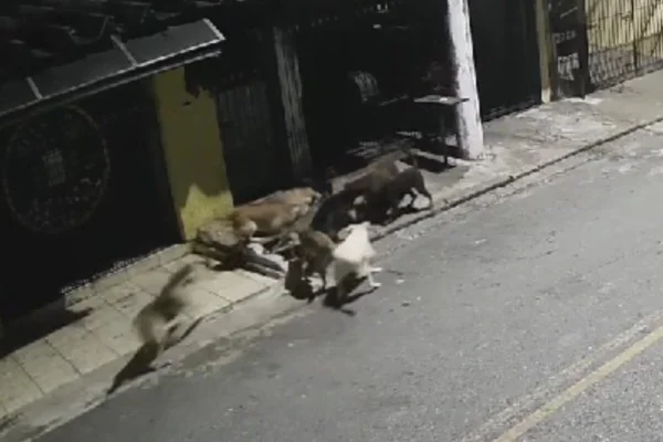 Reprodução colorida de cães atacando outro - Metrópoles