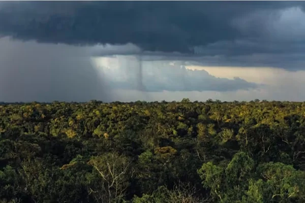 Imagem da chuva caindo na floresta