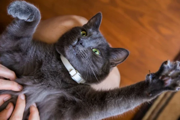 Imagem colorida de gato recebendo carinho