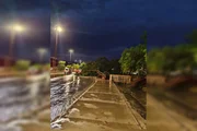 Árvore cai durante temporal Árvore cai durante temporal