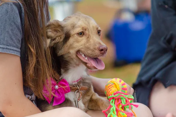 Foto colorida de um cachorro no colo de uma pessoa - Metrópoles