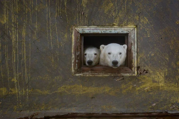 urso polar russia Dmítri Kokh