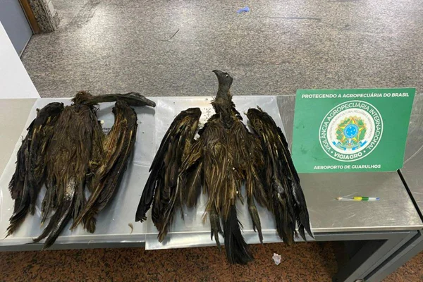 Abutres apreendidos no Aeroporto de Guarulhos - Metrópoles