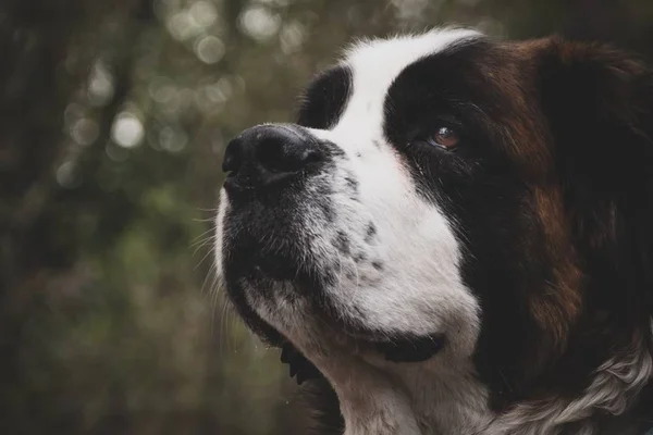 Conheça os 12 maiores cachorros do mundo