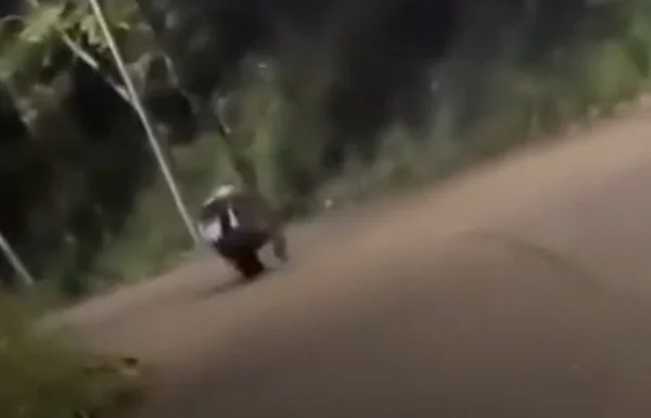 Captura de tela mostra hipopótamo na Colômbia - Metrópoles