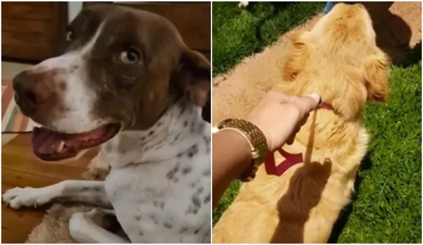 Cães conquistam direito de entrar na Justiça contra antigos donos