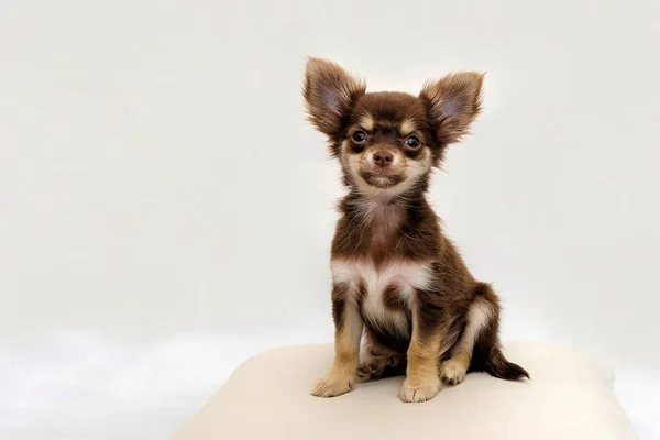 Cachorro da raça chihuahua