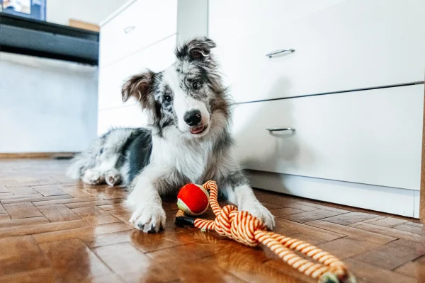 Um adorável cão da raça Border Collie deitado com seu brinquedo de estimação e olhando para a câmera em casa. Metrópoles