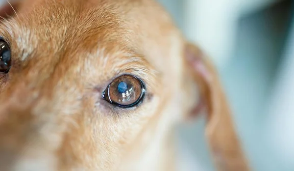 É preciso ter muito amor: dicas para conviver com um cão cego