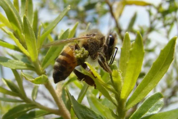 Imagem colorida mostra Abelha operária (Apis mellifera) coletando resina de alecrim-do-campo (Baccharis dracunculifolia) que ao entrar em contato com enzimas de sua saliva torna-se própolis verde - Metrópoles