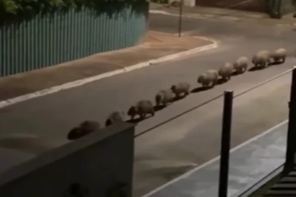GDF lança edital para manejo de capivaras e combate a carrapatos