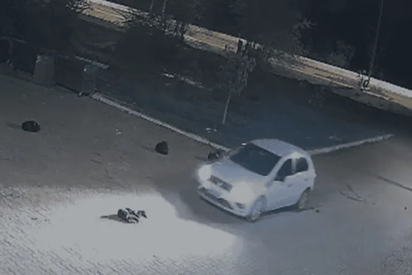 PM é preso por atropelar e matar cachorro em abrigo comunitário no DF