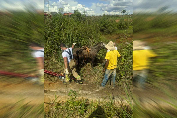 Bombeiros resgatam cavalo que caiu em vala no DF