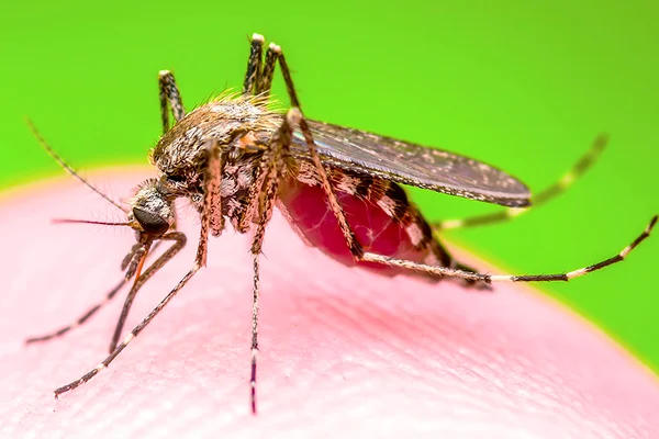 Pesquisa liga dieta pobre de mãe com zika a microcefalia