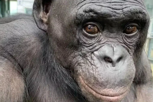 O macaco bonobo Kanzi, morto aos 44 anos