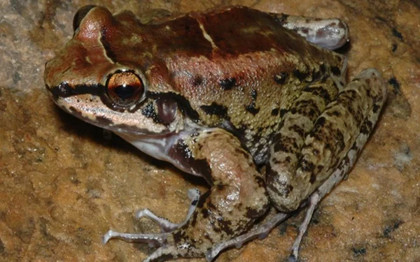 Poligamia animal: cientistas descobrem sapo que tem “relacionamento aberto”