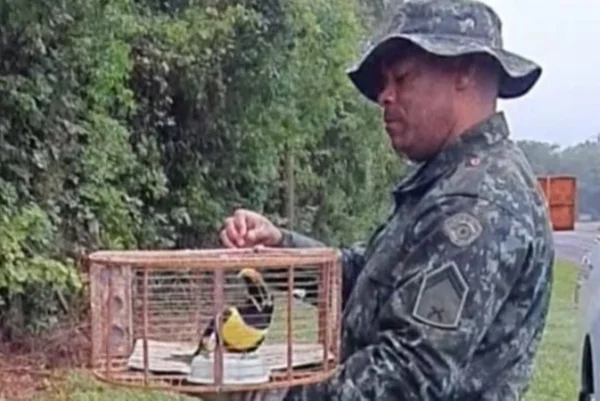 foto colorida de ave da espécie araçari-castanho sendo resgatada e devolvida à natureza por um policial ambiental - Metrópoles