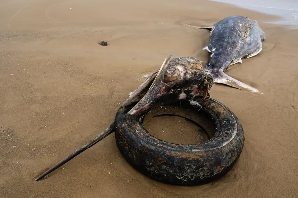 Peixe gigante é encontrado morto com pneu preso no bico em SC 1 SaveClip.App 571460141 18545071189033075 1971421840996344787 n