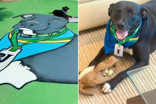 Conheça PJ, mascote da Seleção Brasileira que tem até crachá da CBF