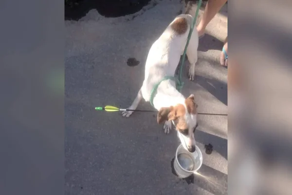 Cachorro é atingido por flecha em rua de Belo Horizonte